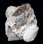 Phacodus punctatus (DIXON 1850) - Bild © FossNet FossilienStore
